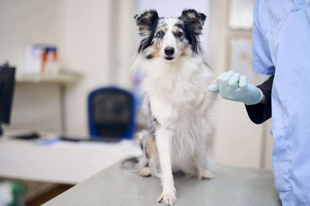 Australian Shepherd auf einem Behandlungstisch in einer Tierarztpraxis, neben einer Mitarbeiterin in Arbeitskleidung.
