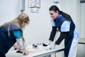 Tierarzt und Mitarbeiterin bereiten einen Hund für eine Röntgenuntersuchung in der Tierarztpraxis vor